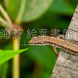 miniキャンバスフォト　カナヘビ 2枚目の画像
