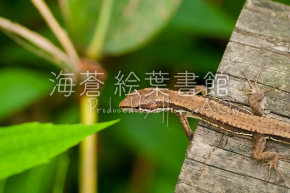 miniキャンバスフォト　カナヘビ 2枚目の画像