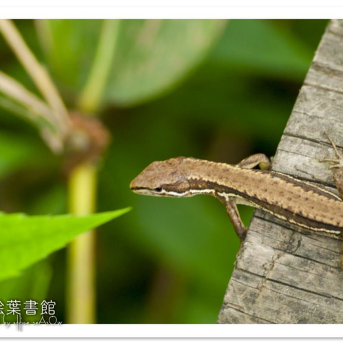 爬虫類　カナヘビ　ポスター　額縁付 A4フォト】あそこだ！（カナヘビ） 写真・グラフィック 海蒼 絵葉書館+