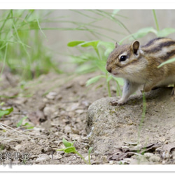 【A4フォト】おっとっと 1枚目の画像