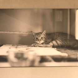 黑白故事 底片攝影系列 【期待/放棄】 無框畫 貓咪 第2張的照片