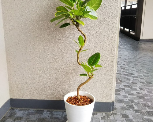 フィカスアルテシーマ曲がり 人気観葉植物 ホワイト陶器鉢受皿付 幹太