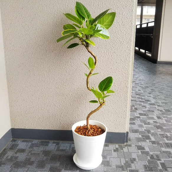 フィカスアルテシーマ曲がり 人気観葉植物 ホワイト陶器鉢受皿付 幹太