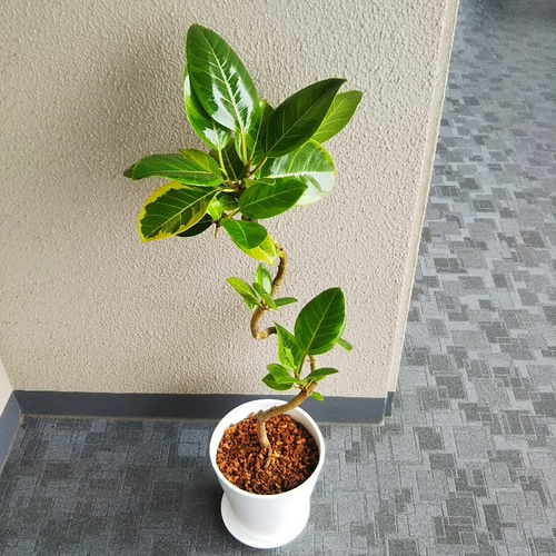 フィカスアルテシーマ曲がり 人気観葉植物 ホワイト陶器鉢受皿付 幹太