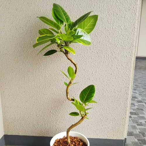 フィカスアルテシーマ曲がり 人気観葉植物 ホワイト陶器鉢受皿付 幹太