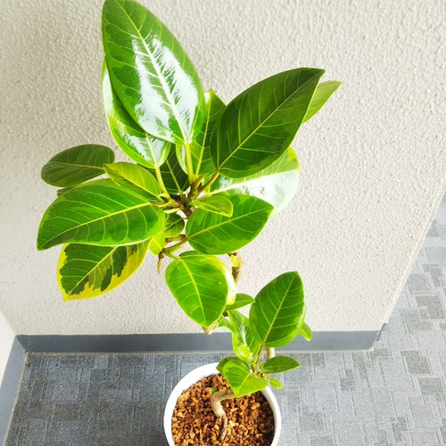 フィカスアルテシーマ曲がり 人気観葉植物 ホワイト陶器鉢受皿付 幹太