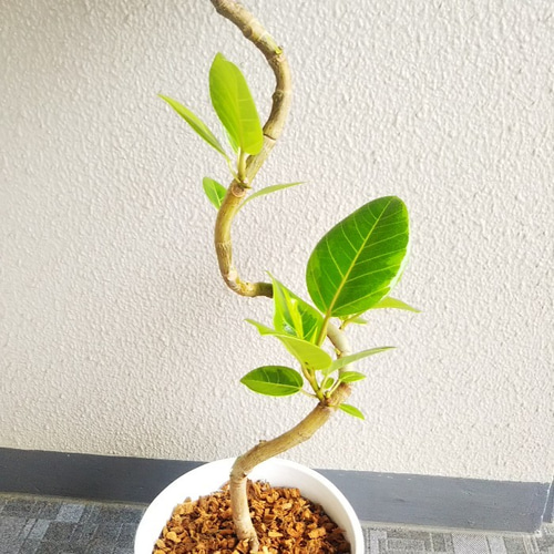 フィカスアルテシーマ曲がり 人気観葉植物 ホワイト陶器鉢受皿付 幹太