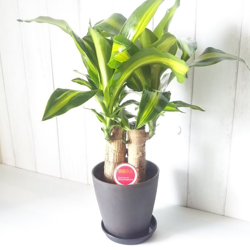 観葉植物　マッサンゲアナ　ハチ付き 幸福の木 マッサンゲアナ 縁起物観葉植物 お手頃5号鉢 プチギフト最適