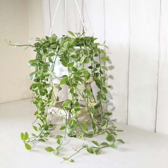 ディスキディアエメラルド　ボリュームの5号鉢　吊りタイプ　ぷっくり葉っぱの観葉植物　育てやすい　インテリアグリーン　プレ 2枚目の画像
