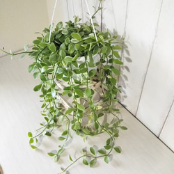ディスキディアエメラルド　ボリュームの5号鉢　吊りタイプ　ぷっくり葉っぱの観葉植物　育てやすい　インテリアグリーン　プレ 3枚目の画像