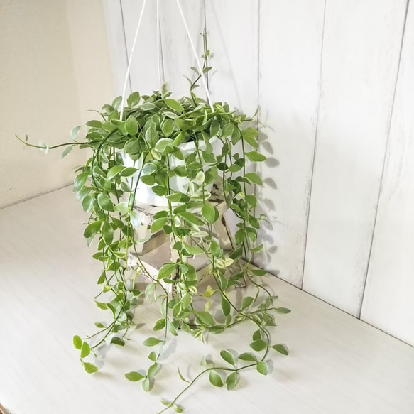 ディスキディアエメラルド　ボリュームの5号鉢　吊りタイプ　ぷっくり葉っぱの観葉植物　育てやすい　インテリアグリーン　プレ 4枚目の画像