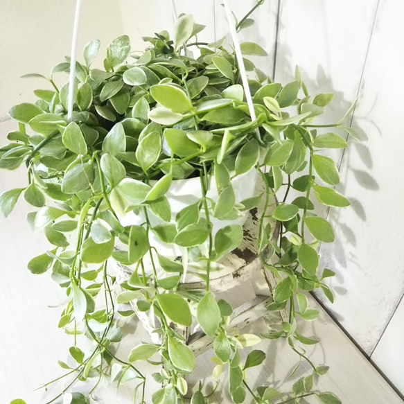ディスキディアエメラルド　ボリュームの5号鉢　吊りタイプ　ぷっくり葉っぱの観葉植物　育てやすい　インテリアグリーン　プレ 5枚目の画像