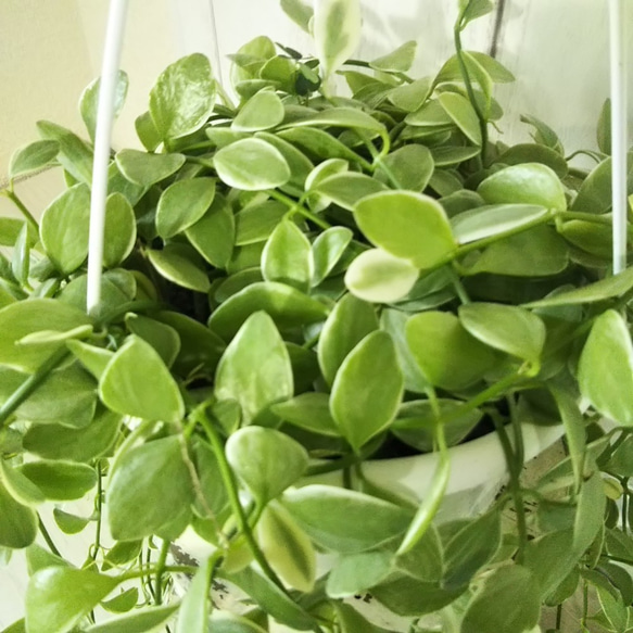 ディスキディアエメラルド　ボリュームの5号鉢　吊りタイプ　ぷっくり葉っぱの観葉植物　育てやすい　インテリアグリーン　プレ 6枚目の画像