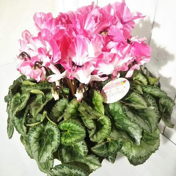 シクラメンミルキーガール 農林水産大臣賞受賞品種 稀少種 化粧箱にて