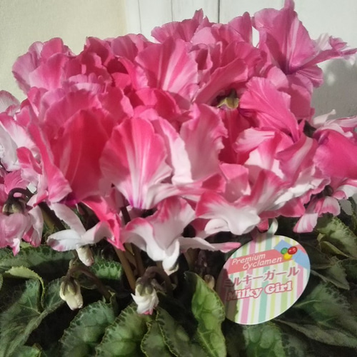 シクラメンミルキーガール 農林水産大臣賞受賞品種 稀少種 化粧箱にて