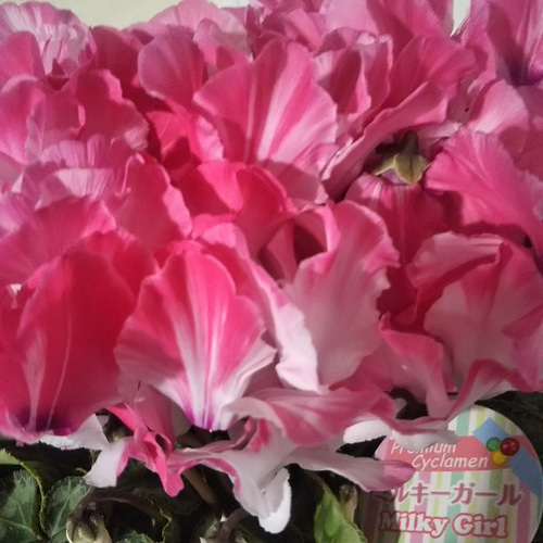 シクラメンミルキーガール 農林水産大臣賞受賞品種 稀少種 化粧箱にて