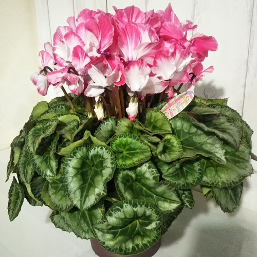 シクラメンミルキーガール 農林水産大臣賞受賞品種 稀少種 化粧箱にて