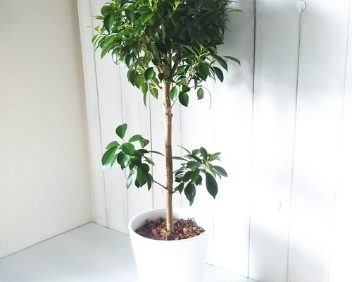 0_00df122d99b8c8603be1f7499db3