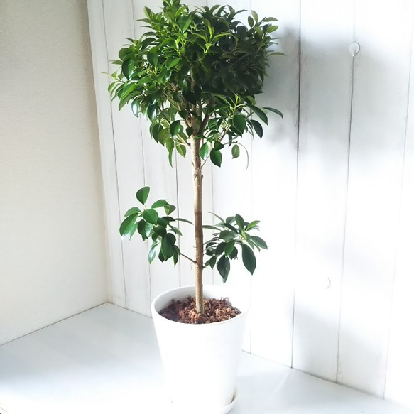 新しい品種 珍しい 観葉植物 フィカスナナ バンザイの樹形の雰囲気が