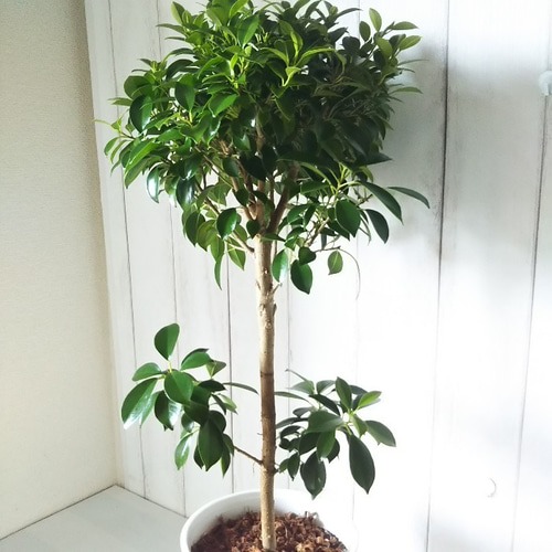 観葉植物 新しい品種 珍しい 観葉植物 フィカスナナ バンザイの樹形の雰囲気が
