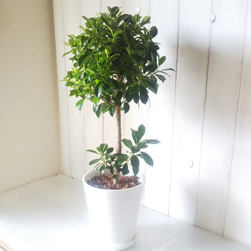 新しい品種 珍しい 観葉植物 フィカスナナ バンザイの樹形の雰囲気が
