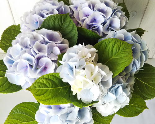 紫陽花【シルクサファイア】開花株 化粧箱発送 色の変化楽しめる