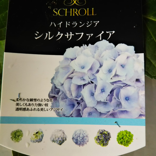 k*u様 アジサイ　8寸 シルクサファイア　紫陽花 ゆ*い様 アジサイ シルクサファイア 8寸 紫陽花 - メルカリ