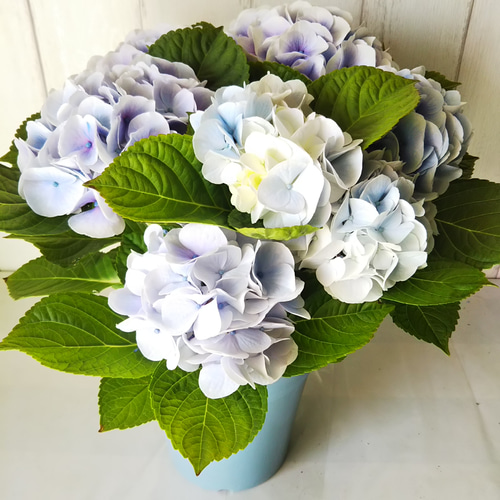紫陽花さま専用 紫陽花【シルクサファイア】開花株 化粧箱発送 色の変化楽しめる