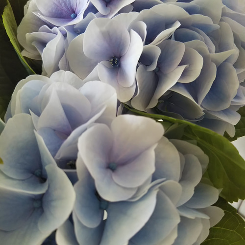 k*u様 アジサイ　8寸 シルクサファイア　紫陽花 ゆ*い様 アジサイ シルクサファイア 8寸 紫陽花 - メルカリ