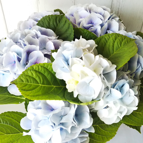k*u様 アジサイ　8寸 シルクサファイア　紫陽花 紫陽花【シルクサファイア】開花株 化粧箱発送 色の変化楽しめる
