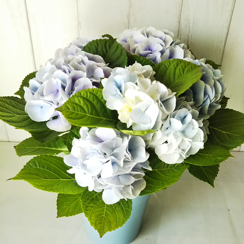 k*u様 アジサイ　8寸 シルクサファイア　紫陽花 ゆ*い様 アジサイ シルクサファイア 8寸 紫陽花 - メルカリ