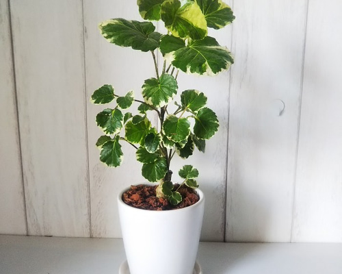 【珍しい樹形】ポリシャス トルネード 観葉植物 インテリアグリーン 珍しい樹形！ポリシャス トルネード 観葉植物 インテリア