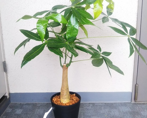 珍しい！パキラ3本立！観葉植物‼️縁起物植物！くねくね個性的樹形！高さ145◎ 観葉植物 パキラ 3本立ち 可愛いミニサイズの5号鉢 発財樹 幸運