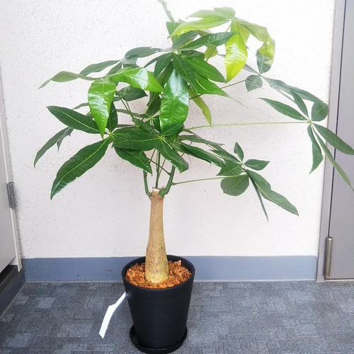 大きめパキラ 二又 変わった樹形