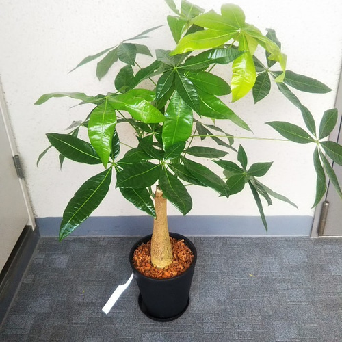 珍しい！パキラ3本立！観葉植物‼️縁起物植物！くねくね個性的樹形！高さ145◎ 観葉植物の大定番 3本仕立て パキラ 発財樹 編み 4寸 観葉植物