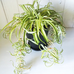 オリズルラン　ボニー　人気の観葉植物　高級セラアート黒鉢受皿付　カールの葉が可愛い　子株いっぱい　育てやすい　ギフト　 3枚目の画像