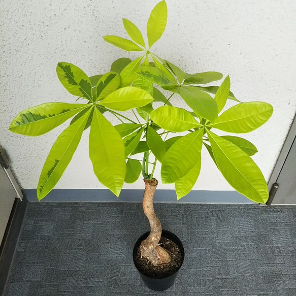 ㉓ パキラ ムーンライト 斑入り 接ぎ木 レア - 植物/観葉植物