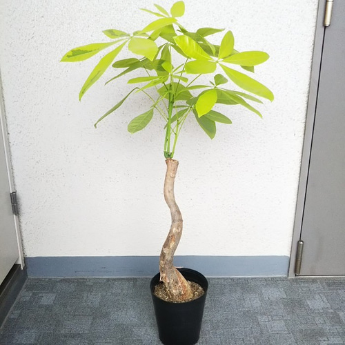 レア ㉙ パキラ ムーンライト 3本仕立て 接ぎ木 - 観葉植物