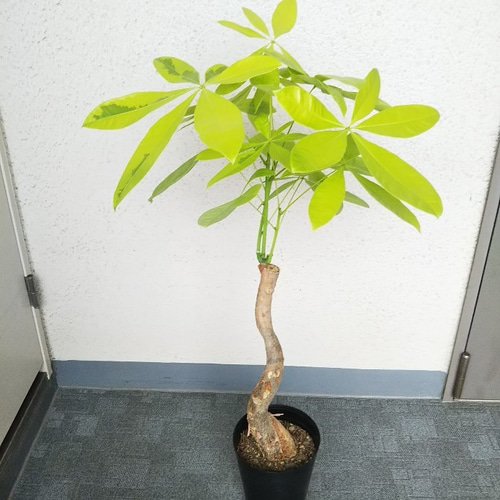 ⑱ パキラ ムーンライト 接ぎ木 太朴 塊根風