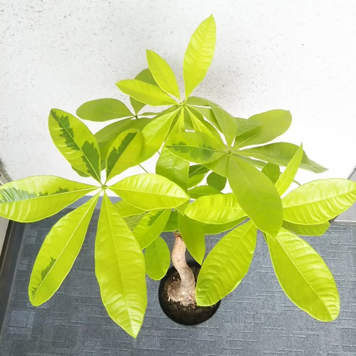 現品】超激レア パキラムーンライト 高さ94 幹太 樹形綺麗