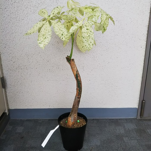 観葉植物】激レア パキラ ミルキーウェイ