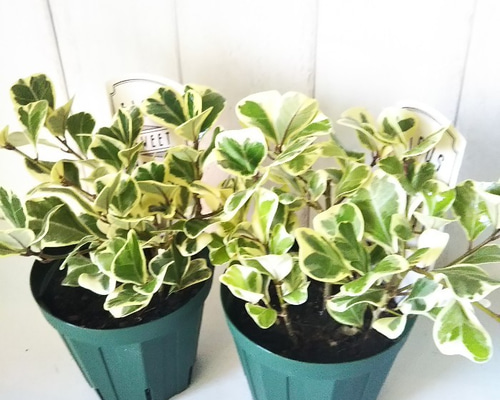 フィカス・スイートハート 希少 現品限り 観葉植物 インテリア