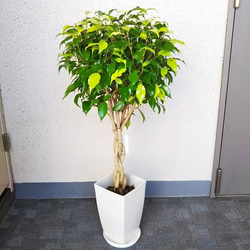 珍しい品種レア ベンジャミン・レジナルドねじり 黄緑と緑の混合 1点物