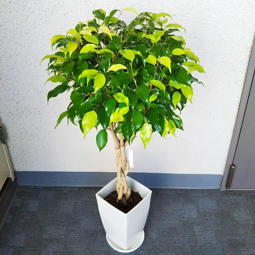 大特価！希少！ベンジャミン　レジナルド　苗　苗木　観葉植物　8号鉢　3株植え 大特価！希少！ベンジャミン レジナルド 苗 苗木 観葉植物 8号鉢 3株