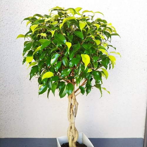 珍しい品種レア ベンジャミン・レジナルドねじり 黄緑と緑の混合