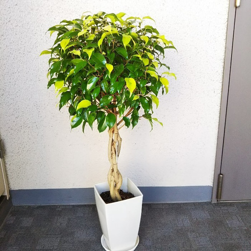 珍しい品種レア ベンジャミン・レジナルドねじり 黄緑と緑の混合 1点物