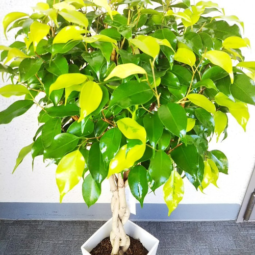 超希少❗️フィカス　ベンジャミン　レジナルド✨ 観葉植物：フィカス ベンジャミン レジナルド*プラポット : 遊恵