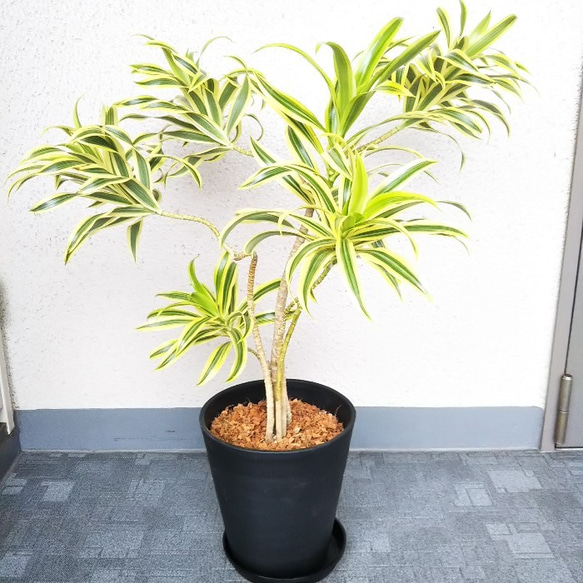 現品】ドラセナリフレクサ*ソングオブインディアナ 樹形綺麗 7号