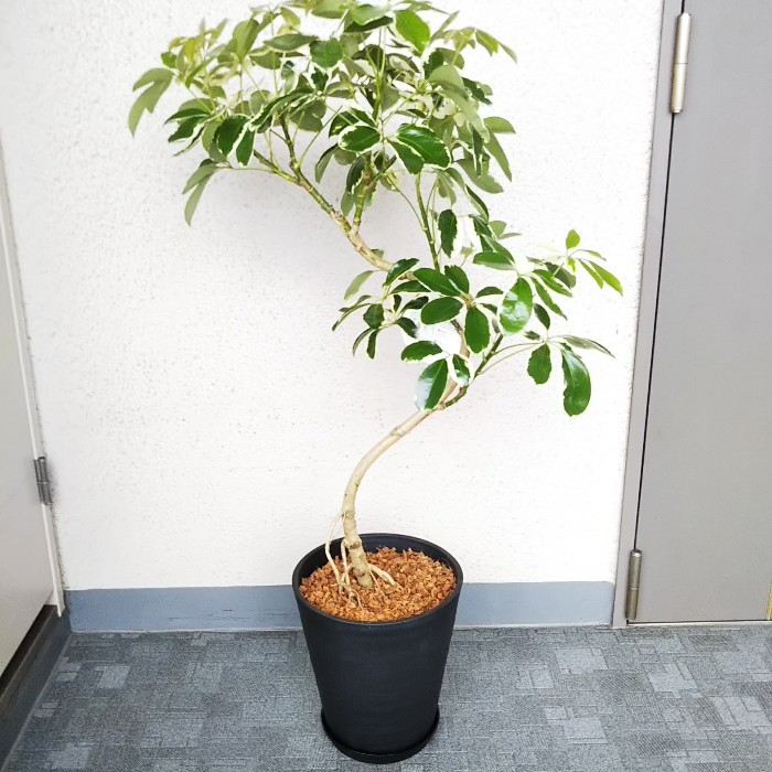現品 シェフレラ 気根 4番 曲がり 観葉植物 人気 インテリア