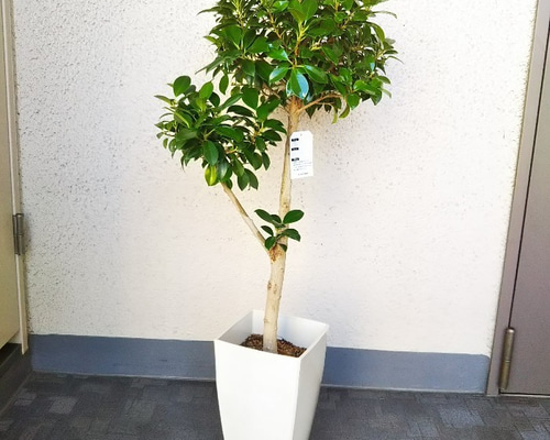 0_8dff3389252289331a61ed28f7d6